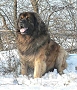 Majans ZEUSS the Star of North