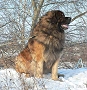 Majans ZEUSS the Star of North