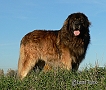 Majans ZEUSS the Star of North - 10/2012